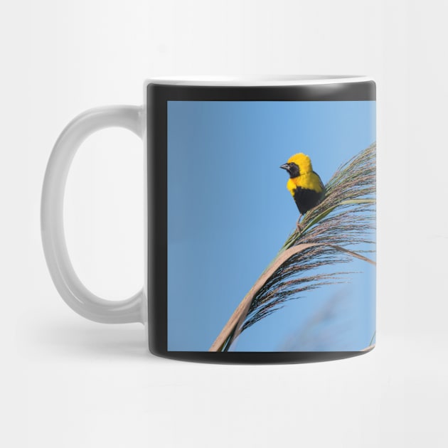 Golden Bishop bird by homydesign